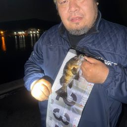 アオメバル