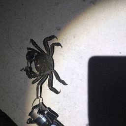 カニ