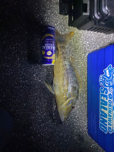 タマンの釣果