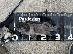 クロソイの釣果