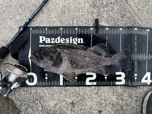 クロソイの釣果