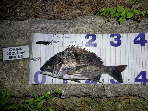 チヌの釣果