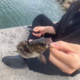 メバル