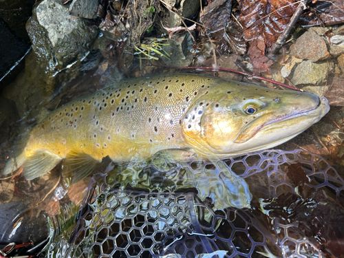 ブラウントラウト