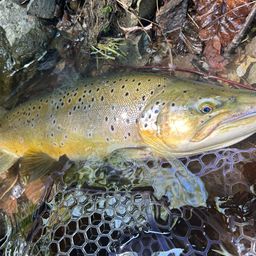 ブラウントラウト