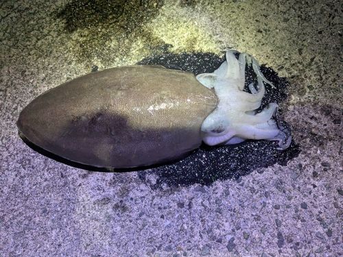 コウイカの釣果