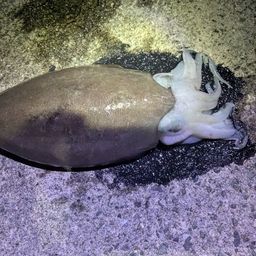 コウイカ