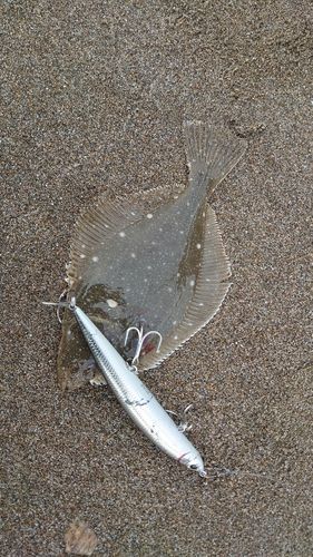 イシガレイの釣果