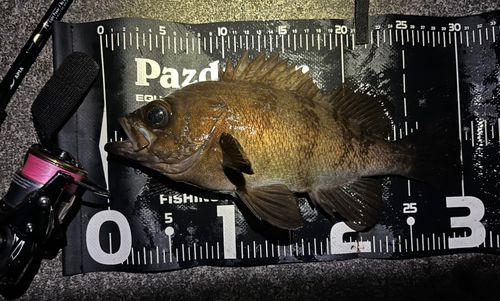 メバルの釣果