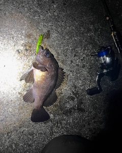 シロメバルの釣果
