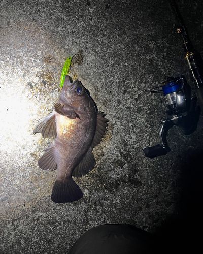 シロメバルの釣果
