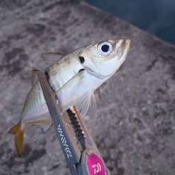 アジ