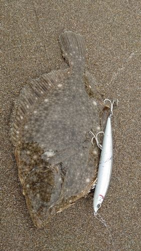 イシガレイの釣果