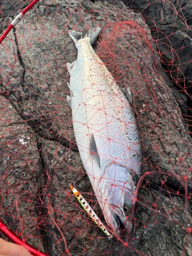 サクラマスの釣果