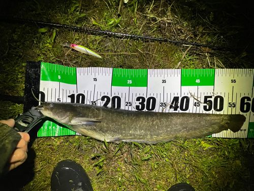 ナマズの釣果