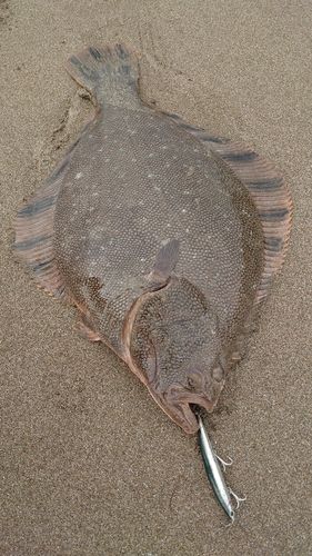 マツカワの釣果