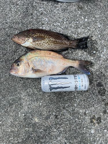 オオモンハタの釣果