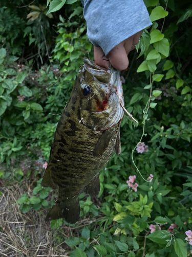 スモールマウスバスの釣果
