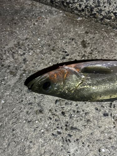 マルスズキの釣果