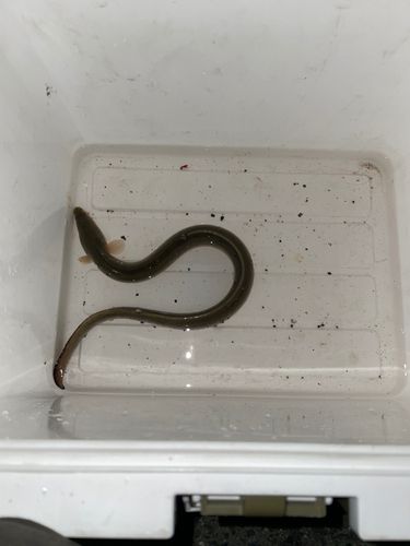 ウナギの釣果