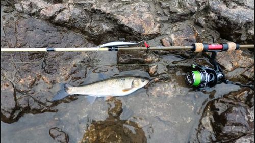 ウグイの釣果