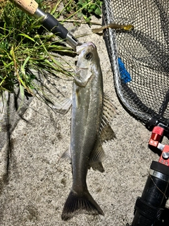 フッコ(マルスズキ)の釣果