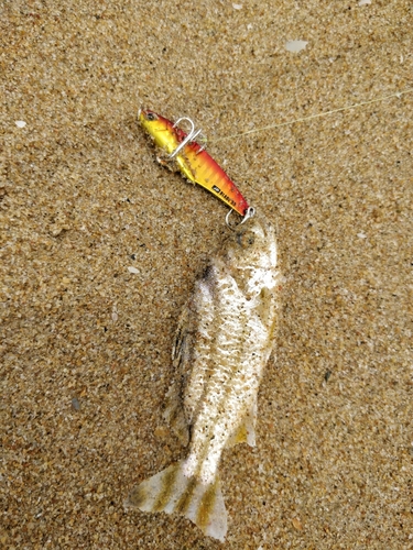 コトヒキの釣果