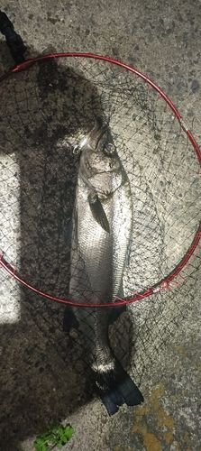 ヒラスズキの釣果