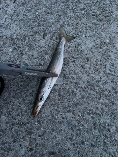 カマスの釣果