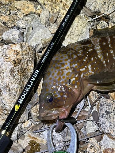 アコウの釣果