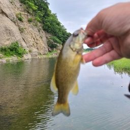 スモールマウスバス