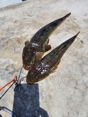 マゴチの釣果