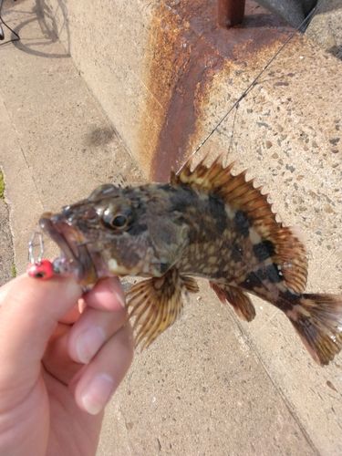 カサゴの釣果