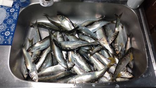 ニシンの釣果