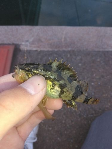 タケノコメバルの釣果