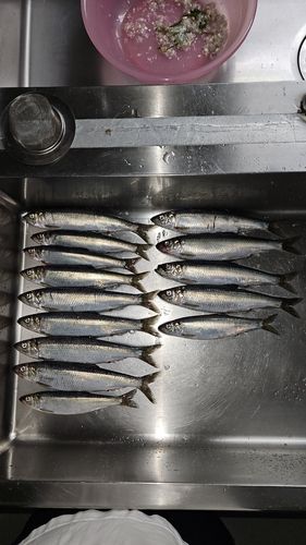 ニシンの釣果