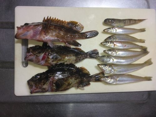 シロギスの釣果