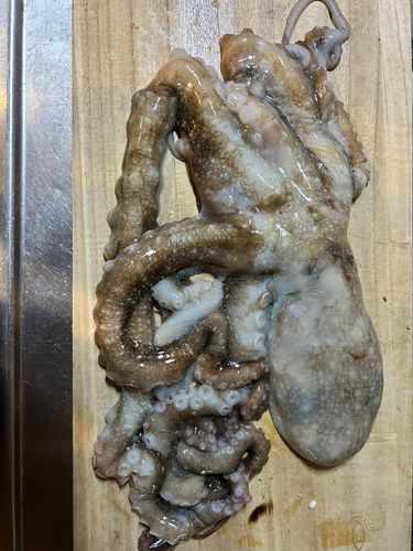 テナガダコの釣果