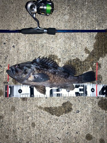 クロソイの釣果