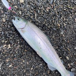 レインボートラウト