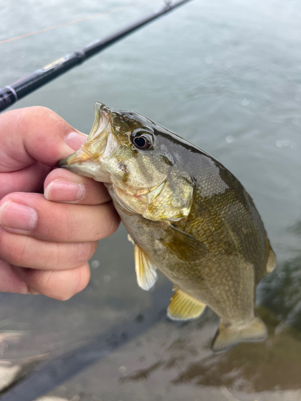 スモールマウスバス