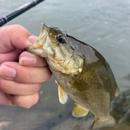 スモールマウスバス