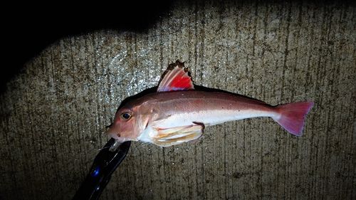 カナガシラの釣果