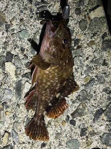 ガシラの釣果