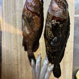 タケノコメバル