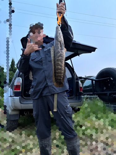 ライギョの釣果