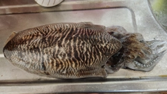 コウイカの釣果