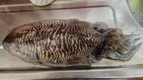 コウイカの釣果