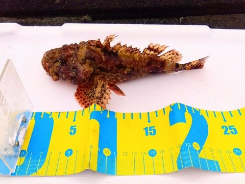 オニカサゴの釣果