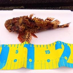 オニカサゴ
